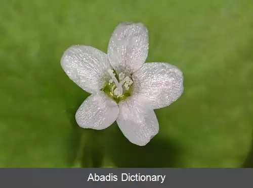 عکس خرفه زمستانی