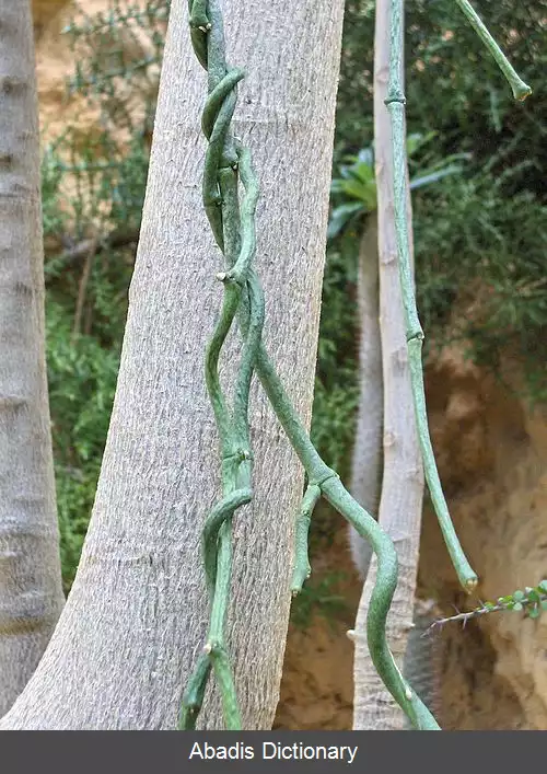 عکس علف سگ کش