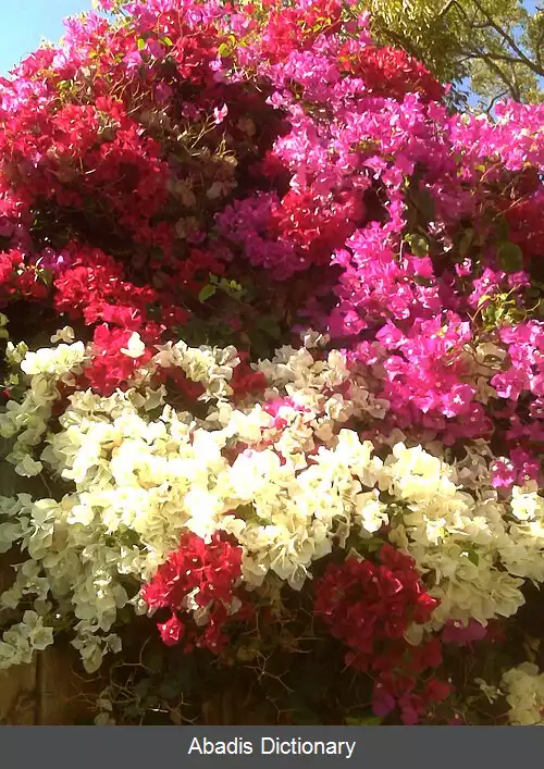 عکس رنگدانه زیست شناسی