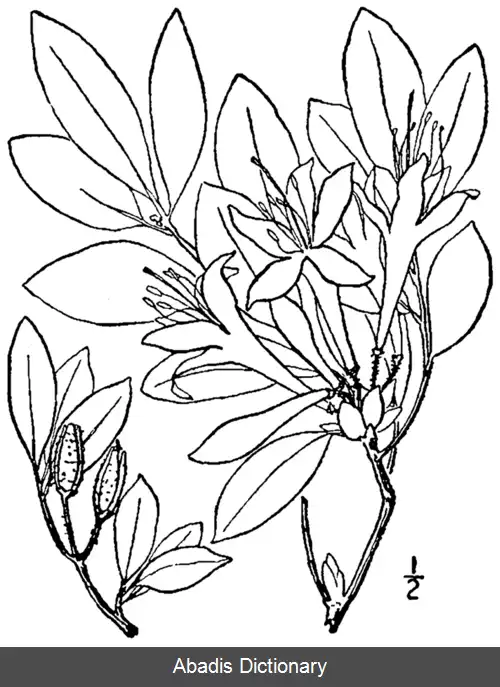 عکس رددندران درختی