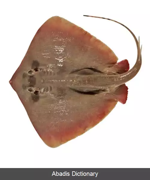 عکس سفره ماهی نقاب دار ساده