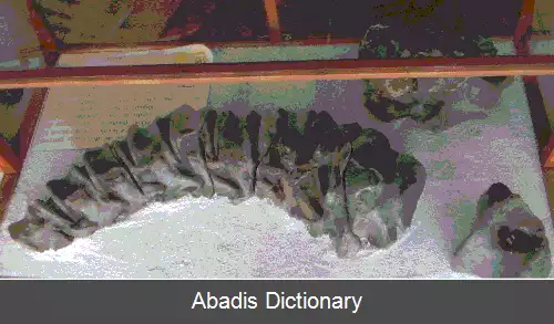 عکس پادیلاسور