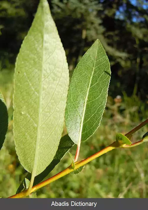 عکس بید بوث