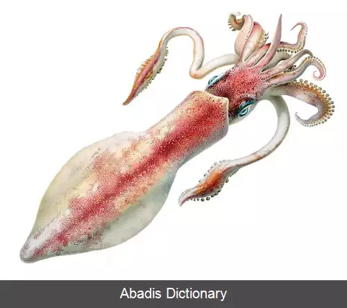 عکس ماهی مرکب باله دراز