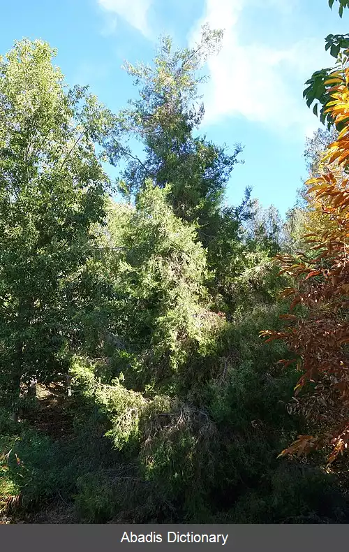 عکس سرو چنگیان