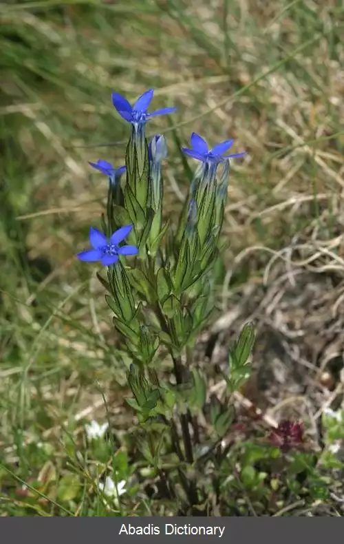 عکس گل سپاسی برفی