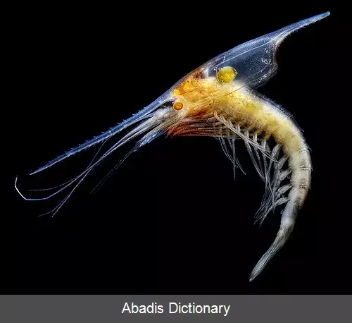 عکس کاکلی شکم سانان