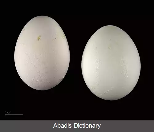 عکس طوطی کاکلی ته سرخ