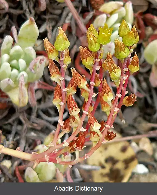 عکس کاهوی ماسه زار