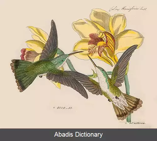 عکس زرین گلوی تپویی