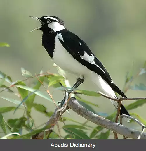 عکس ساق بلندها