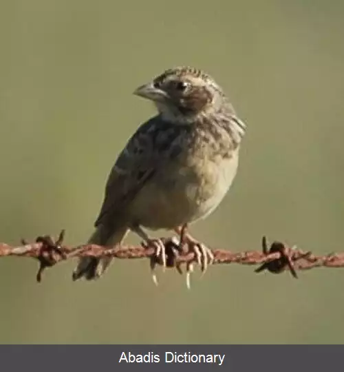 عکس چکاوک جنگلی هورسفیلد