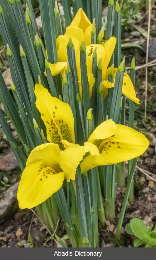 عکس زنبق دنفورد