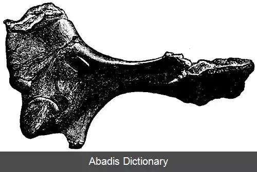 عکس استرئوراکیس