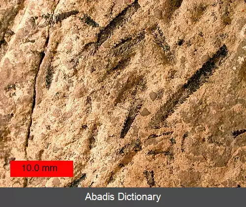 عکس سنگ نگاشته (جانور)