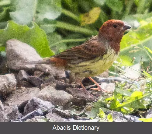 عکس زردپره بلوطی