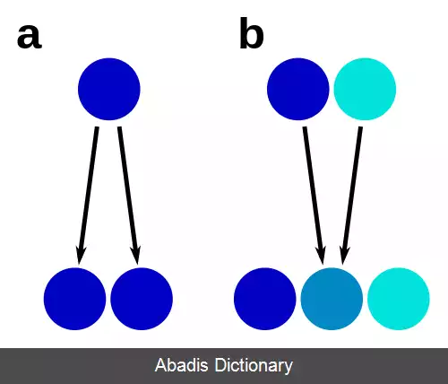 عکس تافته گونه ای