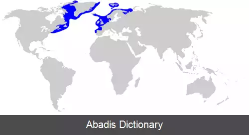 عکس کوسه گرینلند
