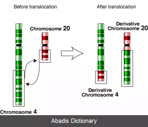 عکس جابه جایی کروموزومی