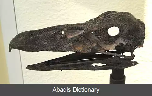 عکس برهنه بال