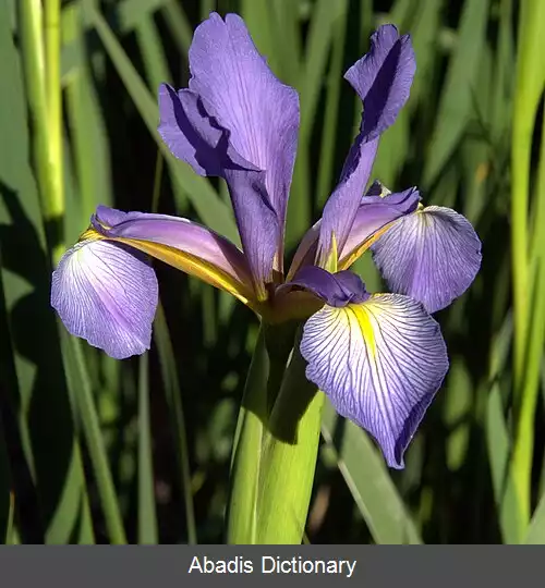 عکس زنبق کاذب