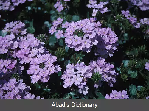 عکس دودانه ای