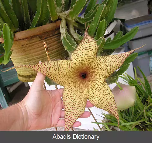عکس قورباغه ای غول آسا
