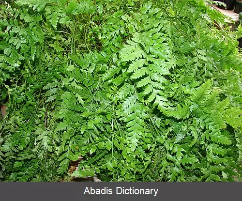 عکس سرخس چرمی