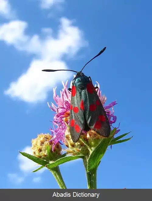 عکس رشکک شش خال