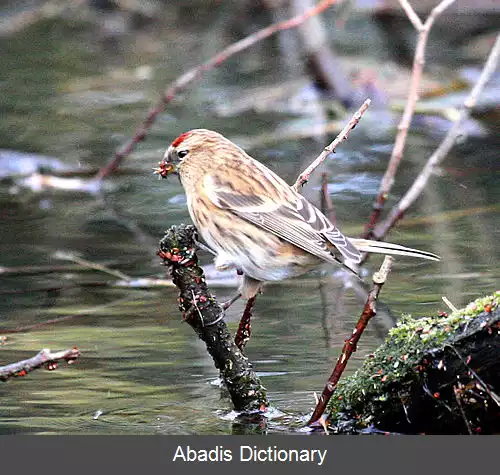 عکس زلف قرمزی کوچک