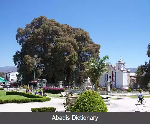 عکس سرو طبلی