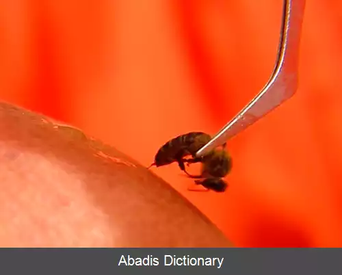 عکس زنبوردرمانی