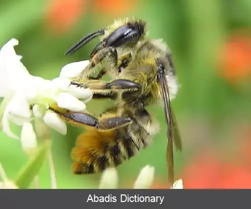 عکس زنبور برگ بر غربی