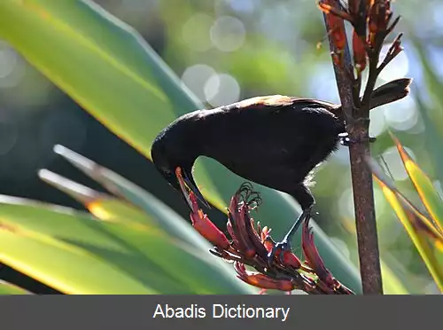 عکس زین به پشت