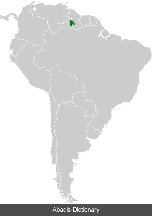 عکس دم تیزک گلوجوگندمی