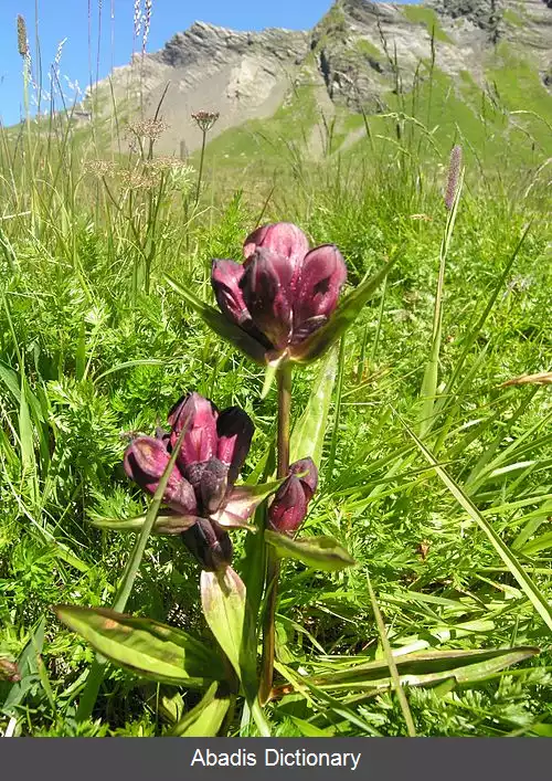 عکس گل سپاسی ارغوانی