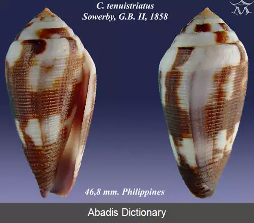 عکس قیفک خط باریک