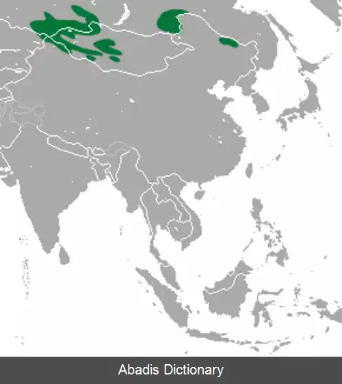 عکس خرگوش بی دم آلپی