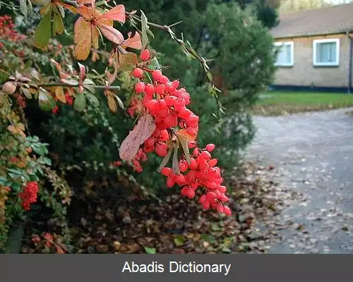 عکس زرشک خوشه ای