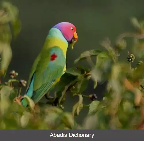 عکس طوطی سرآلویی