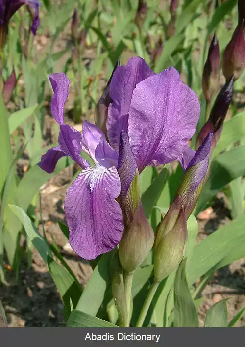 عکس زنبق بی برگ