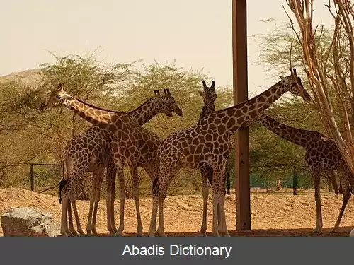 عکس زرافه نوبه ای