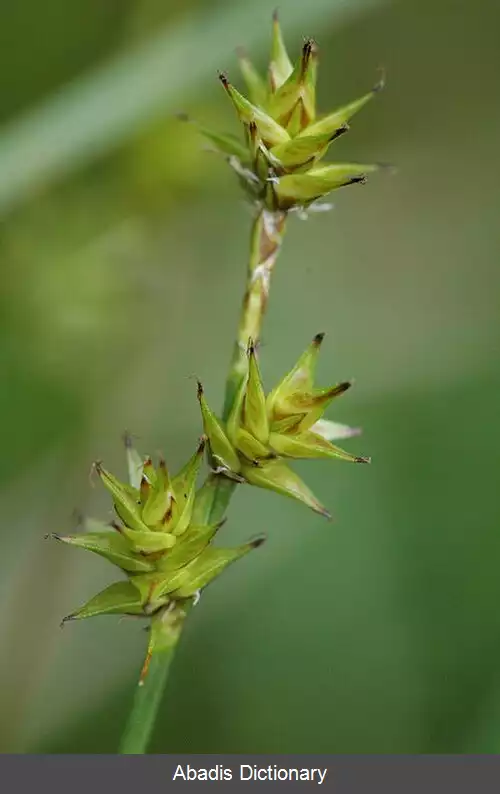 عکس جگن ستاره ای