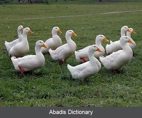 عکس مرغابی سفید