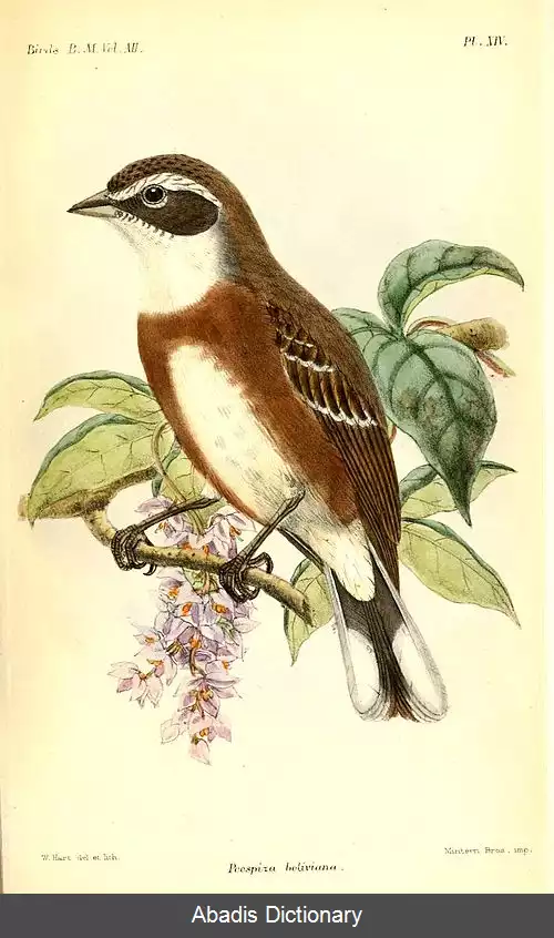 عکس سهره چهچهه زن بولیوی