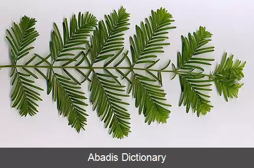 عکس سرخ چوب سپیده دم
