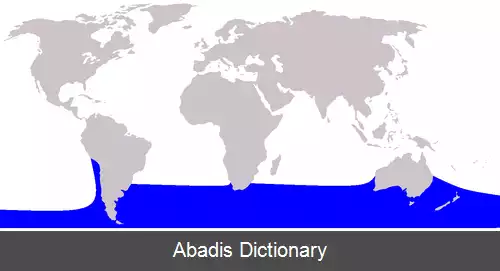 عکس دلفین صاف جنوبی