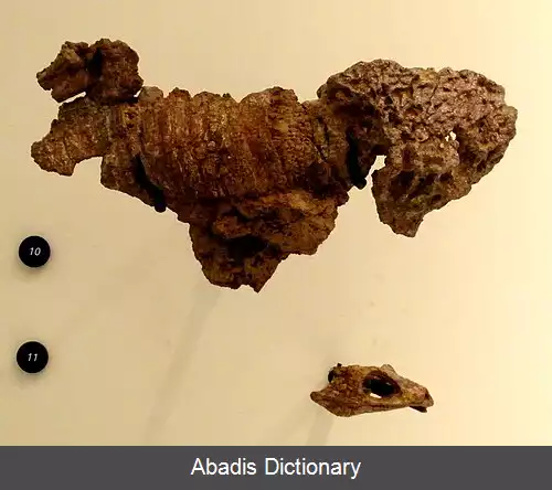 عکس دوتاق ها