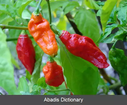 عکس فلفل شبح