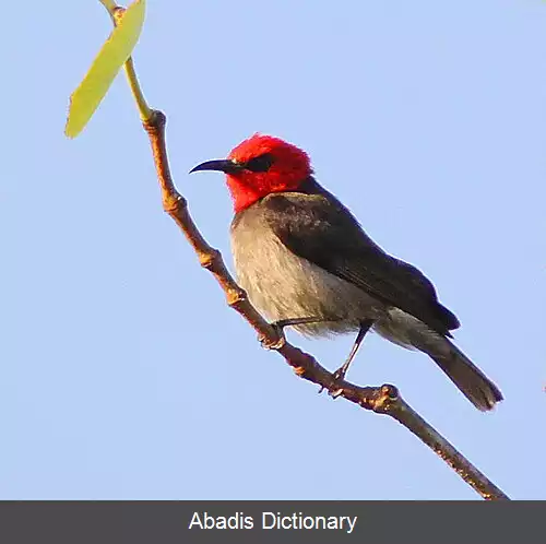 عکس عسل خوار کوتوله سرسرخ